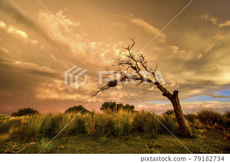Stormy landscape, La pampa, Patagonia, Argentina Stormy landscape, La pampa, Patagonia, Argentina 79182734