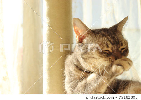 Cat American Shorthair Blue Tabby Grooming Cute 79182803