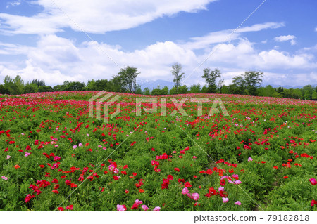 Poppy Poppy 79182818