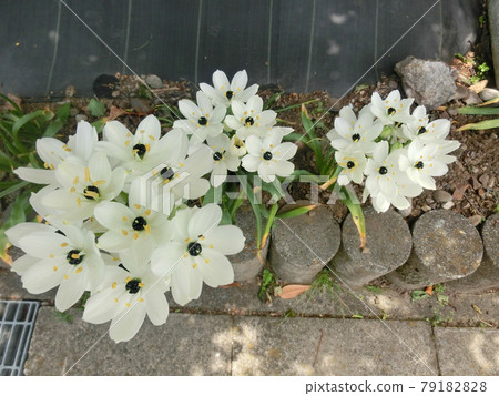 Ornithogalum blooming along the road Early summer 79182828