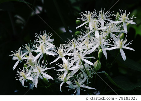 Full blooming Clematis flowers 1 Full blooming Clematis flowers 1 79183025