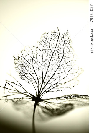 只有葉脈的葉子 只有葉脈的葉子 79183037