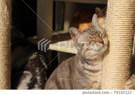 Claw Togi Airabu Yu 貓 American Shorthair Blue Tabby Claw Togi Airabu Yu 貓 American Shorthair Blue Tabby 79183122