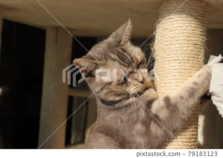 貓 Tower Rampage Cat American Shorthair Blue Tabby 貓 Tower Rampage Cat American Shorthair Blue Tabby 79183123