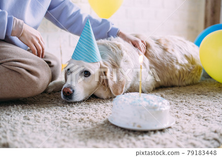 Labrador golden retriever dog celebrates birthday in a cap and with cake Labrador golden retriever dog celebrates birthday in a cap and with cake 79183448