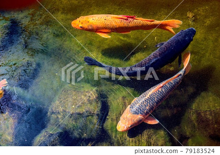 池塘的鯉魚 池塘的鯉魚 79183524