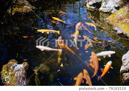 池塘的鯉魚 79183528