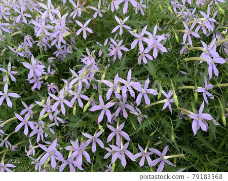 Isotoma (Lorentia) 79183568