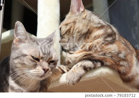 Cats deciding where to go in the sun American Shorthair Silver Patched Tabby Blue Tabby 79183712