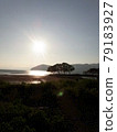 琵琶湖樹 79183927