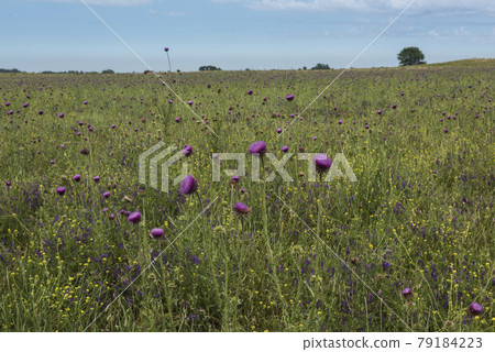 Wild flower background in Patagonia, Argentina Wild flower background in Patagonia, Argentina 79184223