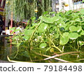 水面上的植物 79184498