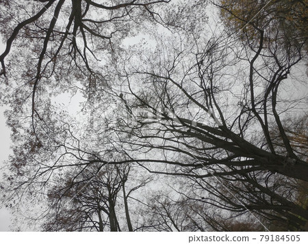 Branches of trees against the background of a cloudy autumn sky, bottom view. 79184505
