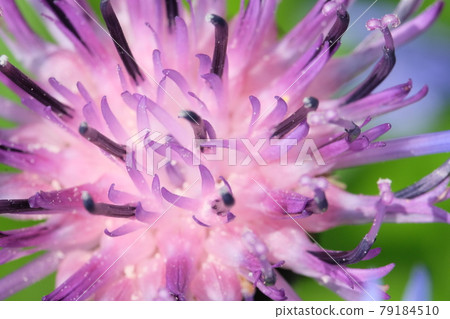 Purple flower of a mountain cornflower. Mountain cornflower bud, close-up. Macro image of a flower. Purple flower of a mountain cornflower. Mountain cornflower bud, close-up. Macro image of a flower. 79184510
