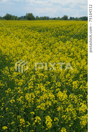 Blooming rapeseed field under the blue sky. Farmland on a sunny day. Plant for biofuel production. 79184512