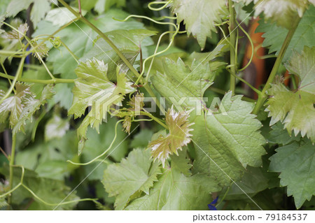 Green summer plant in outdoors market 79184537