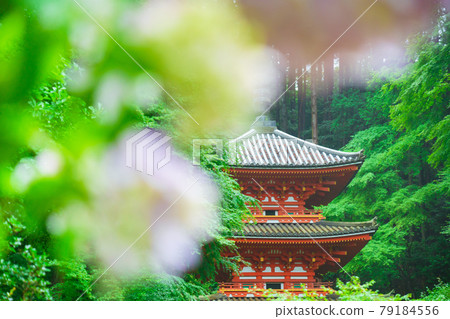 Photographed hydrangea at Gansenji Temple in Kamo Town, Kizugawa City, Kyoto Prefecture Photographed hydrangea at Gansenji Temple in Kamo Town, Kizugawa City, Kyoto Prefecture 79184556