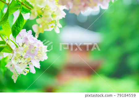 京都府木津川市加茂鎮甘泉寺的繡球花 79184559