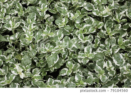 Green summer plant in outdoors market 79184560