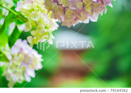 Photographed hydrangea at Gansenji Temple in Kamo Town, Kizugawa City, Kyoto Prefecture 79184562