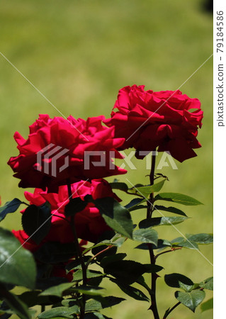 花的女王 花的女王 79184586
