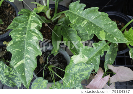 Green summer plant in outdoors market Green summer plant in outdoors market 79184587