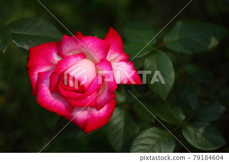 Queen of flowers 79184604