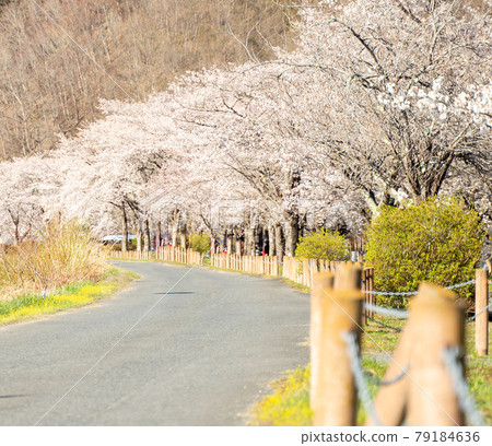 Sakura riverbed 79184636
