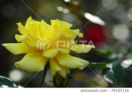 花的女王 79185116