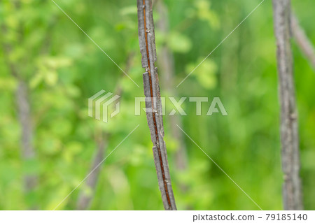 Razor-like euonymus branch (June) Razor-like euonymus branch (June) 79185140