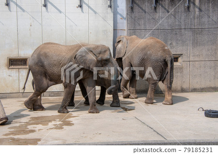 Ehime Prefectural Tobe Zoo African Elephant Ehime Prefectural Tobe Zoo African Elephant 79185231