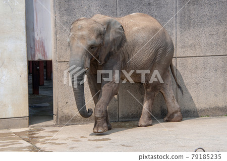 Ehime Prefectural Tobe Zoo African Elephant Ehime Prefectural Tobe Zoo African Elephant 79185235
