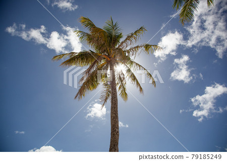 Palm tree Palm tree 79185249