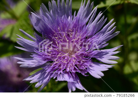 Stokesia purple flowers Stokesia purple flowers 79185266