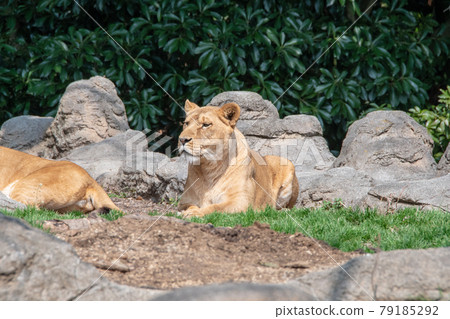 Ehime Prefectural Tobe Zoo Female Lion 79185292