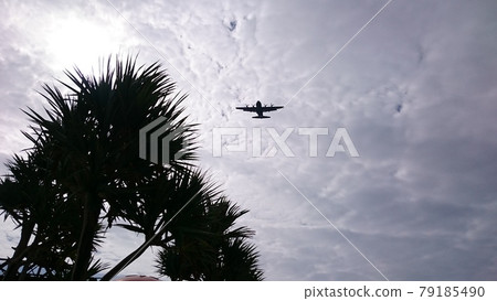 棕櫚樹和空軍飛機 79185490