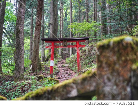 Torii hidden in the forest 79185521