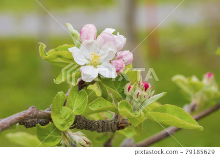 An apple flower 79185629