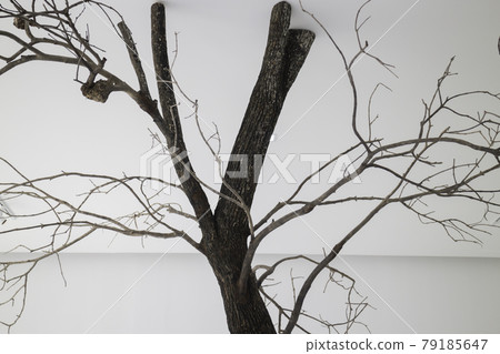 Branches of trees decorated in cafe Branches of trees decorated in cafe 79185647