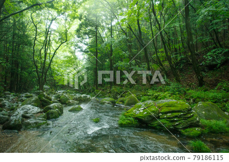 Forests and rivers with beautiful fresh greenery Forests and rivers with beautiful fresh greenery 79186115