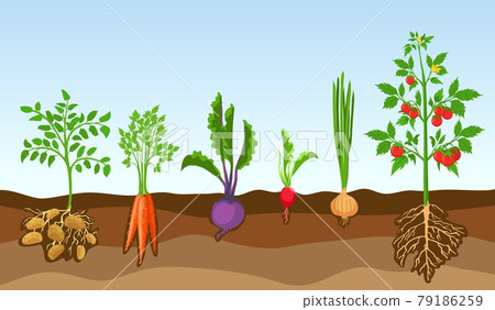 Vegetables in soil. Grow farm plants, potato, tomato, onion, radish, beetroot and carrot. Cartoon vegetable with roots in ground vector set Vegetables in soil. Grow farm plants, potato, tomato, onion, radish, beetroot and carrot. Cartoon vegetable with roots in ground vector set 79186259