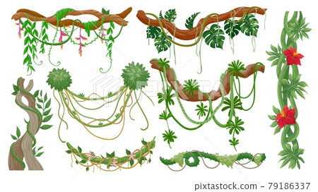 Jungle vines. Tropical tree branches with hanging liana ropes, green moss, exotic plant leaves and flower. Rainforest flora, vine vector set Jungle vines. Tropical tree branches with hanging liana ropes, green moss, exotic plant leaves and flower. Rainforest flora, vine vector set 79186337