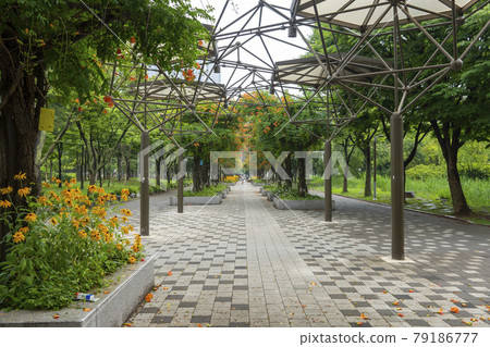 藍花楹 藍花楹 79186777