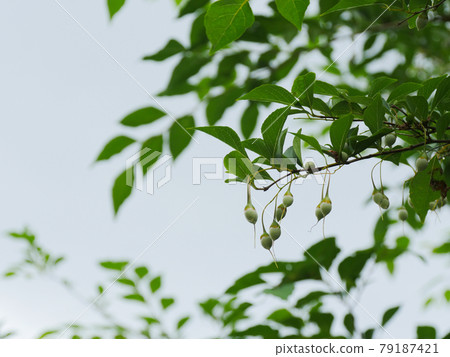 Styrax japonicus 1 fruit 79187421