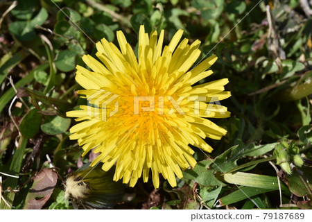  蒲公英 79187689