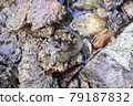 A small crab camouflaged in the pebbles of the coast [New Zealand] 79187832