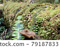 Mushrooms growing from mossy fallen trees lying in the primeval forest [Karamea, New Zealand] 79187833