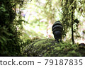 A mysteriously shaped mushroom that grows from a fallen tree lying in a primeval forest [Karamea, New Zealand] 79187835