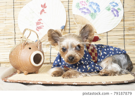 Yorkshire terrier in a pig mosquito coil and yukata Yorkshire terrier in a pig mosquito coil and yukata 79187879