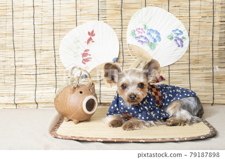 Yorkshire terrier in a pig mosquito coil and yukata Yorkshire terrier in a pig mosquito coil and yukata 79187898